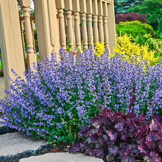 Purrsian Blue Catmint