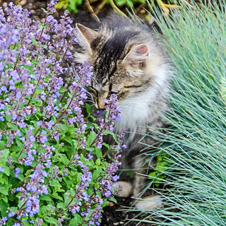 Purrsian Blue Catmint