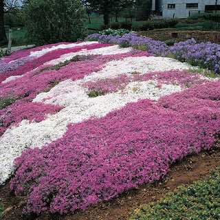 Creeping Phlox Mixture