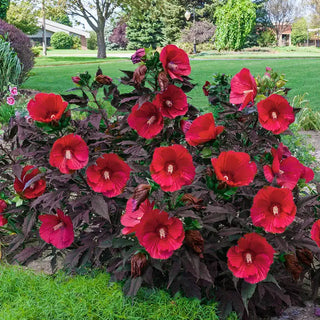 Midnight Marvel Hibiscus