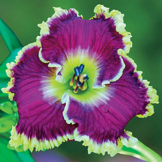 Mulberry Freeze Daylily