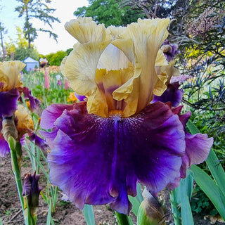 Bearded Iris