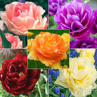 Wow Peony Flowering Tulip Collection