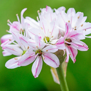 Chameleon Allium