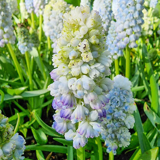 Double Beauty Hyacinth Grape