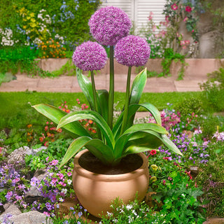 Party Balloons Allium