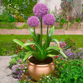 Party Balloons Allium