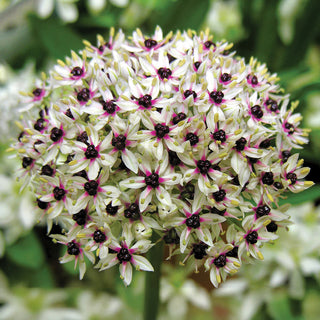 Silver Spring Allium