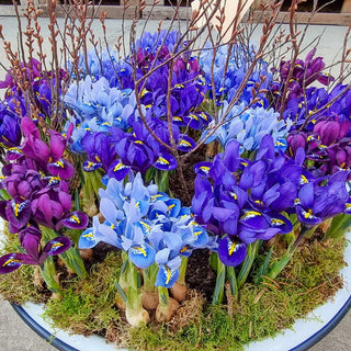 Blue Jubilee Dwarf Iris Mixture