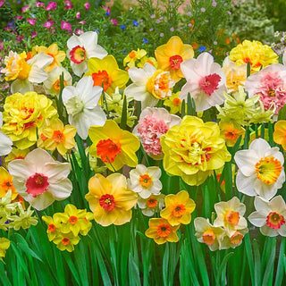 Technicolour Daffodil Mixture