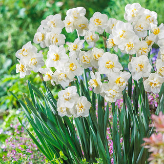 Fragrant Gardenia Daffodil