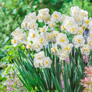 Fragrant Gardenia Daffodil