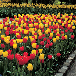 Long Stemmed Perennial Tulip Duet Super Sak 76275