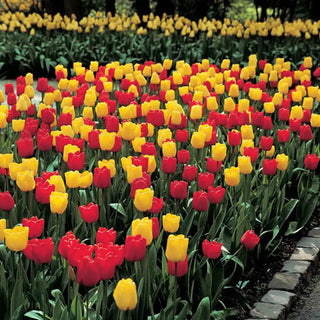 Long-Stemmed Perennial Tulip Duet Super Sak®