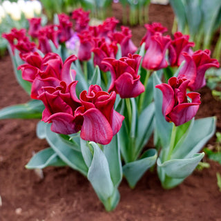 Red Dress Tulip