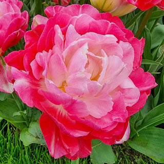 Double Sugar Tulip