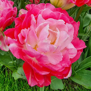 Double Sugar Tulip