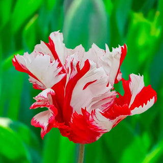 Estella Rijnveld Tulip