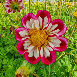 Bumble Rumble Dahlia