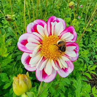 Bumble Rumble Dahlia