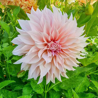 Dynamic Decorative Dahlia Collection