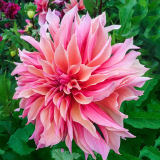 Dynamic Decorative Dahlia Collection