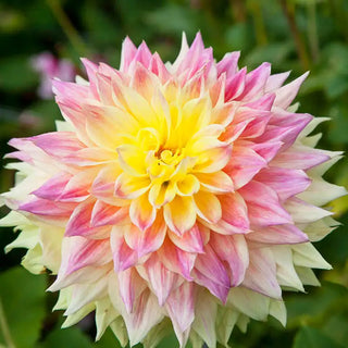 Dynamic Decorative Dahlia Collection