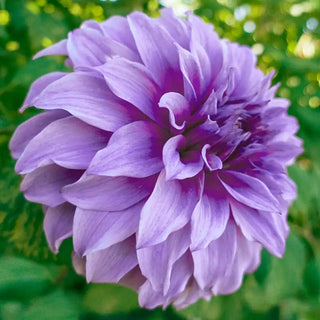 Dynamic Decorative Dahlia Collection