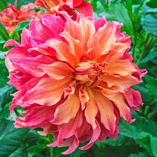 Dynamic Decorative Dahlia Collection