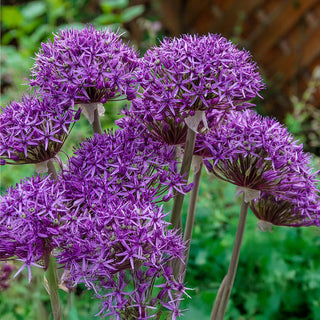 Violet Beauty Allium