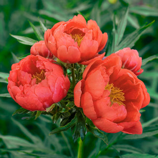 Coral Magic Peony