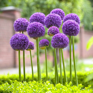 Gladiator Allium