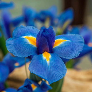 Blue Diamond Dutch Iris