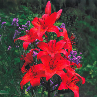 Gran Paradiso Asiatic Lily