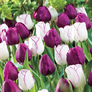 Purple Majesty Duet Tulip