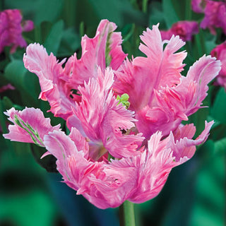 Pink Parrot Tulip Vision