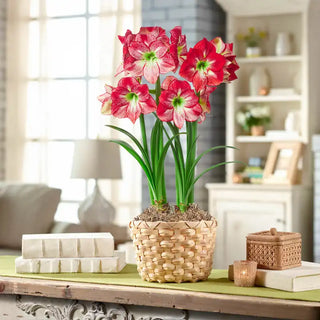 Flamenco Queen Amaryllis Duo