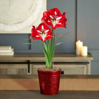 Stargazer Amaryllis Single In Metallic Red Pot