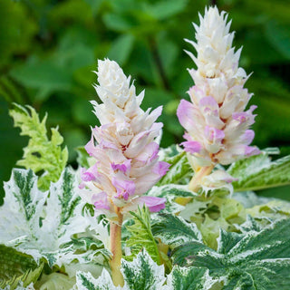 Whitewater Acanthus