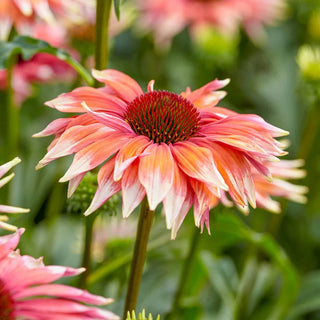 Playful Meadow Mama Coneflower