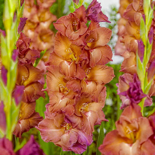 Indian Summer Gladiolus