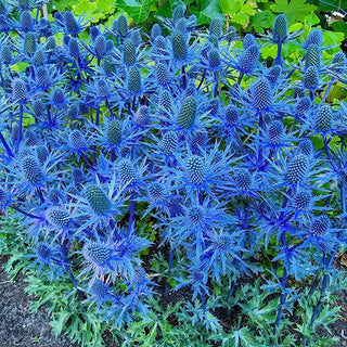 Beachside Blue Sea Holly Super Sak