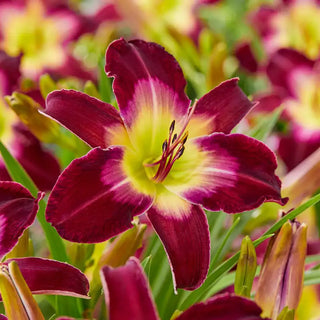 Longfields Model Daylily