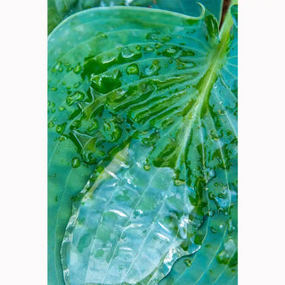 Abiqua Drinking Gourd Hosta