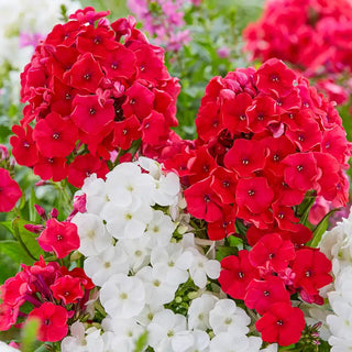 Fire And Ice Phlox Duet