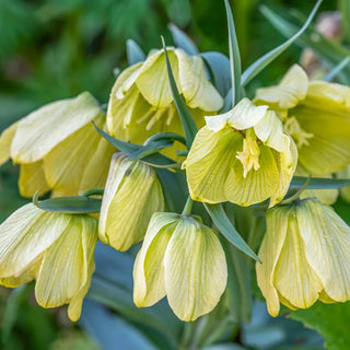 Siberian Fritillaria