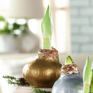 Waxed Amaryllis