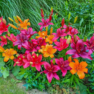 Fiery Temper Carpet Border Lily Mixture