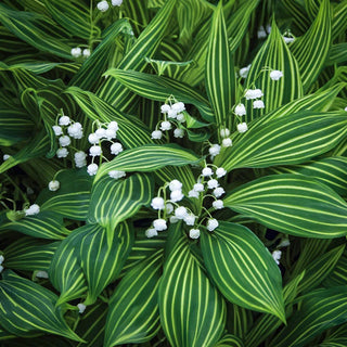 Variegated Lily Of The Valley