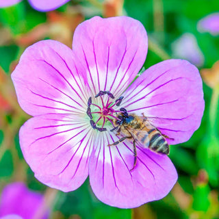 Bloom Time Everblooming Hardy Geranium